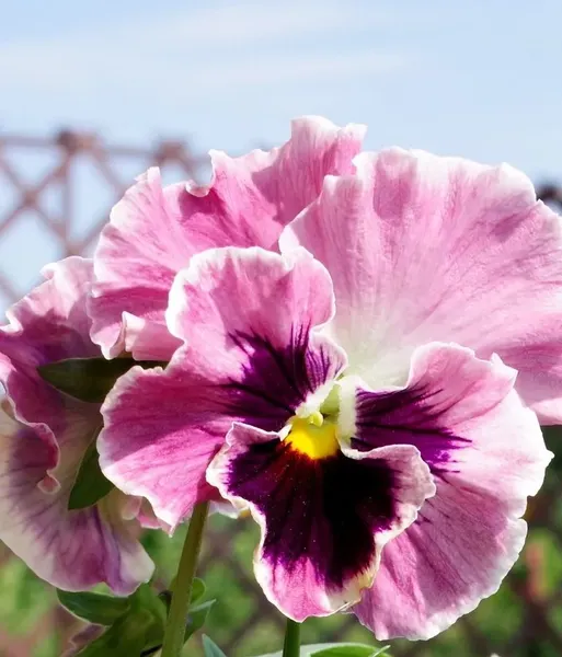 Изображение товара Набор семян цветов Агрофирма Партнер Виола бахромчатая срезочная Эпоха Барокко F1 (2шт)