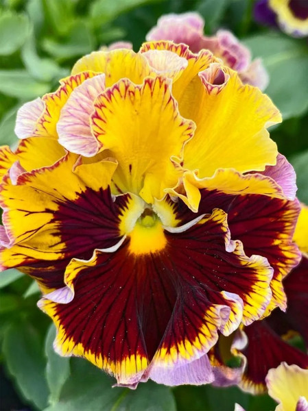 Изображение товара Набор семян цветов Агрофирма Партнер Виола бахромчатая срезочная Эпоха Барокко F1 (2шт)