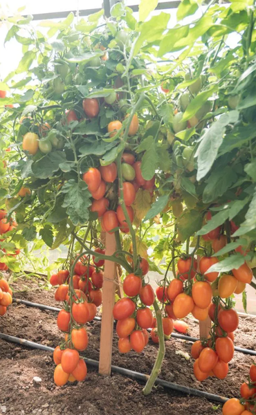 Изображение товара Набор семян Агрофирма Партнер Томат Пламя F1 (10шт)