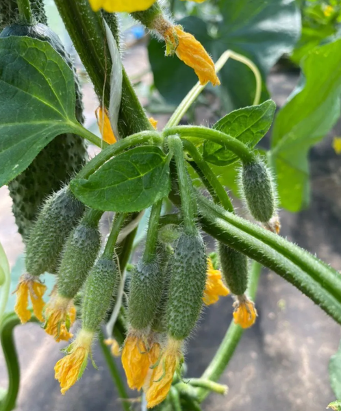 Изображение товара Семена Агрофирма Партнер Огурец Лихач F1 (5шт)