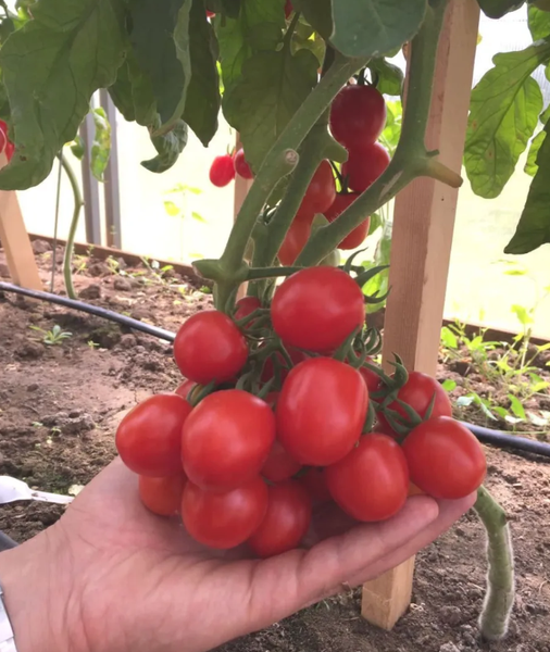 Изображение товара Семена Агрофирма Партнер Томат Черри Земледелец F1 (0.05г)