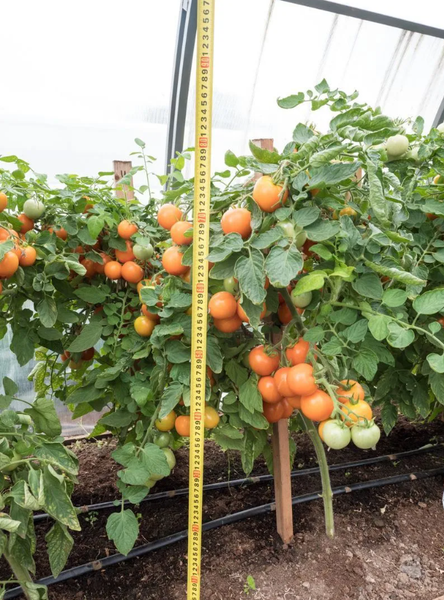 Изображение товара Семена Агрофирма Партнер Томат Черри Оранжевый Земледелец F1 (0.05г)