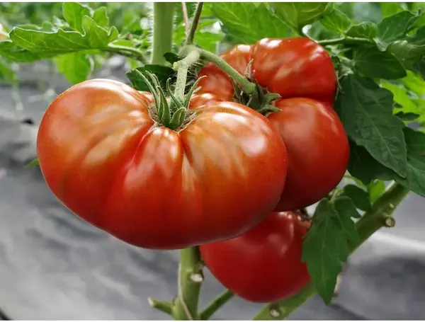 Изображение товара Семена Агрофирма Партнер Томат Тасманский Шоколад (10шт)