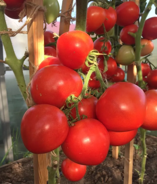 Изображение товара Семена Агрофирма Партнер Томат Антюфей F1 (0.1г)