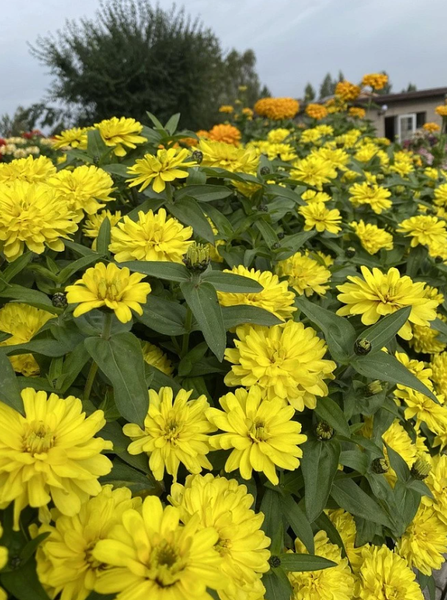 Изображение товара Набор семян цветов Агрофирма Партнер Цинния махровая Барышня крестьянка Медовая Коврижка (2шт)