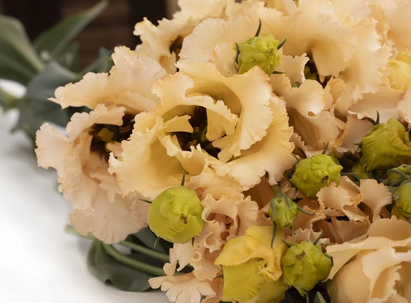 Изображение товара Набор семян цветов Агрофирма Партнер Эустома F1 бахромчатая нежно-абрикосовая Сеньорита Марсела (2шт)