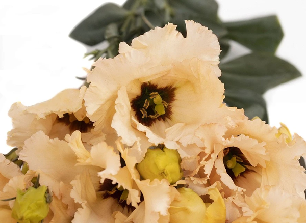 Изображение товара Набор семян цветов Агрофирма Партнер Эустома F1 бахромчатая нежно-абрикосовая Сеньорита Марсела (2шт)