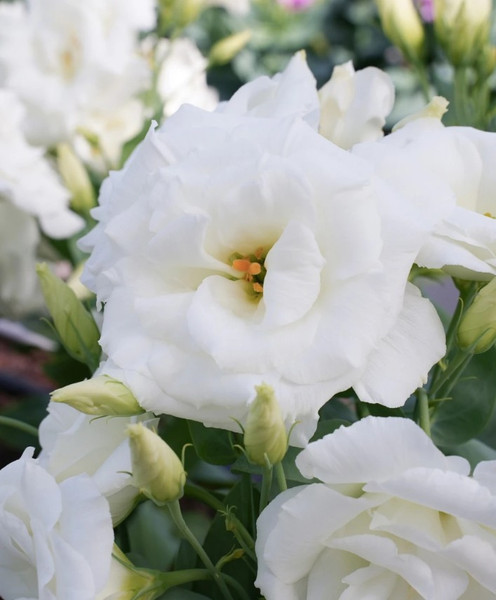 Изображение товара Набор семян цветов Агрофирма Партнер Эустома F1 карликовая махровая белая Леди Бэнкс (2шт)