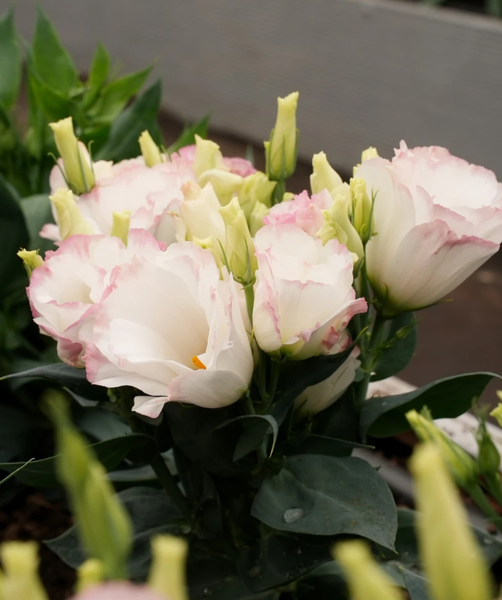 Изображение товара Набор семян цветов Агрофирма Партнер Эустома F1 карликовая махровая розовая пикоти Леди Кэмерон (2шт)