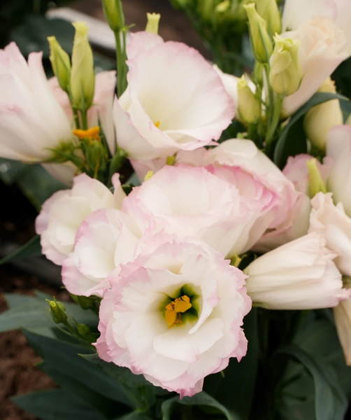 Изображение товара Набор семян цветов Агрофирма Партнер Эустома F1 карликовая махровая розовая пикоти Леди Кэмерон (2шт)