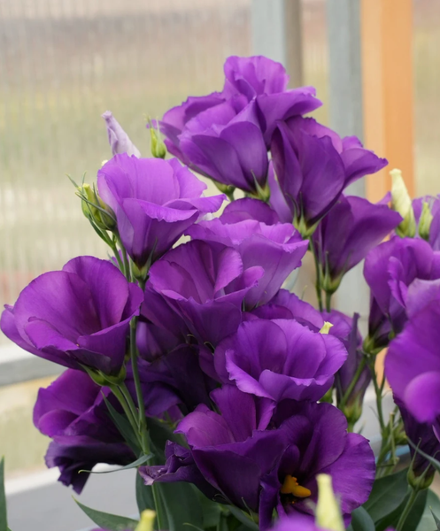 Изображение товара Набор семян цветов Агрофирма Партнер Эустома F1 карликовая синяя Мисс Бетти (2шт)