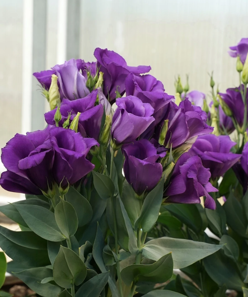 Изображение товара Набор семян цветов Агрофирма Партнер Эустома F1 карликовая синяя Мисс Бетти (2шт)