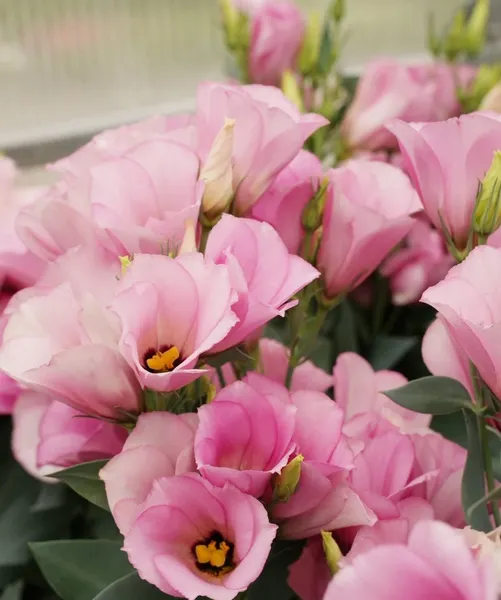 Изображение товара Набор семян цветов Агрофирма Партнер Эустома F1 карликовая розовая Мисс Майли (2шт)