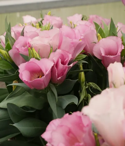 Изображение товара Набор семян цветов Агрофирма Партнер Эустома F1 карликовая розовая Мисс Майли (2шт)