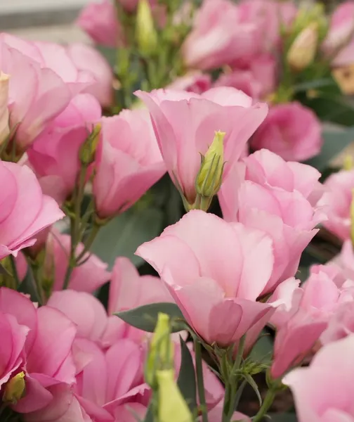 Изображение товара Набор семян цветов Агрофирма Партнер Эустома F1 карликовая розовая Мисс Майли (2шт)