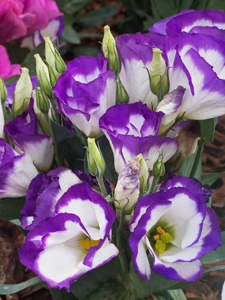 Изображение товара Набор семян цветов Агрофирма Партнер Эустома F1 карликовая бело-фиолетовая с каймой Мисс Нора Барлоу (2шт)