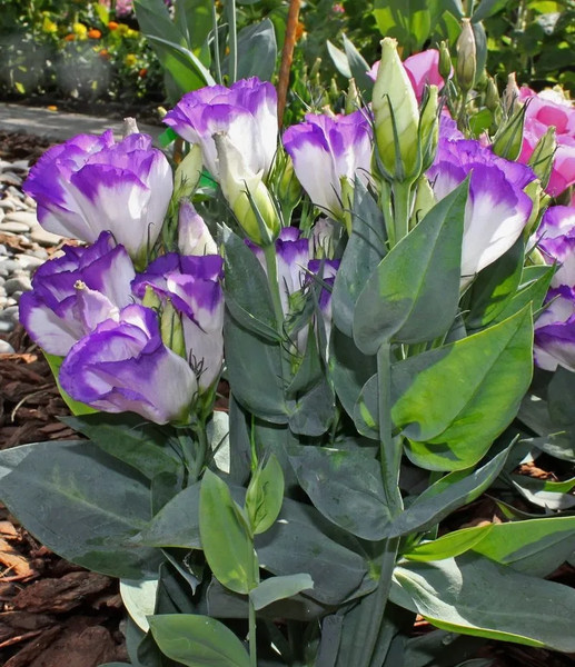 Изображение товара Набор семян цветов Агрофирма Партнер Эустома F1 карликовая бело-фиолетовая с каймой Мисс Нора Барлоу (2шт)