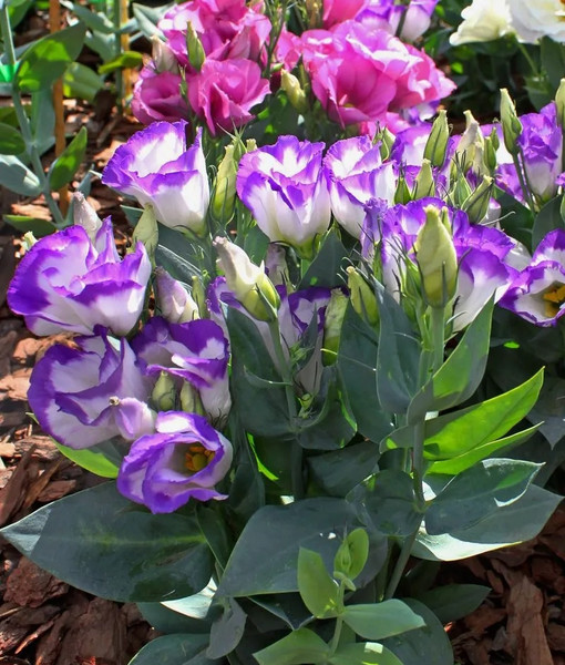 Изображение товара Набор семян цветов Агрофирма Партнер Эустома F1 карликовая бело-фиолетовая с каймой Мисс Нора Барлоу (2шт)