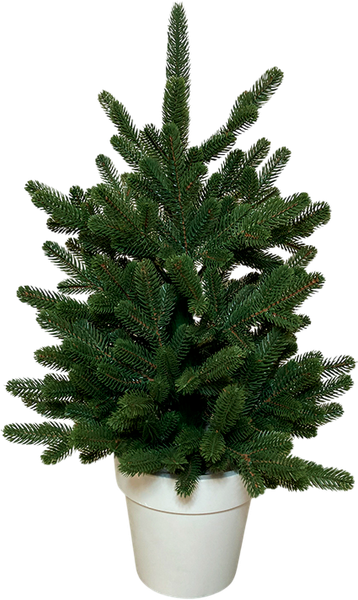 Изображение товара Ель искусственная GreenTerra Элоди (0.7м)