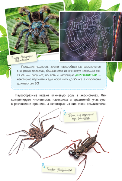 Изображение товара Энциклопедия АСТ Пауки, скорпионы и многоножки России (Гомыранов Илья)