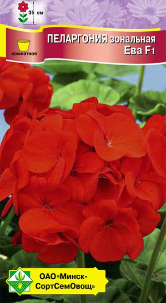 Изображение товара Семена цветов МинскСортСемОвощ Пеларгония зональная Ева F1 (4шт)