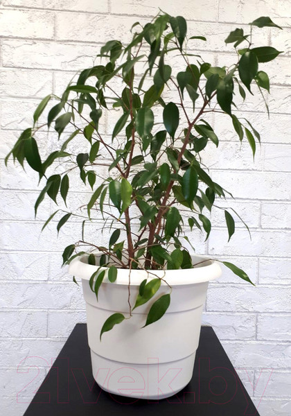 Изображение товара Кашпо Gardenplast Примула (белый)