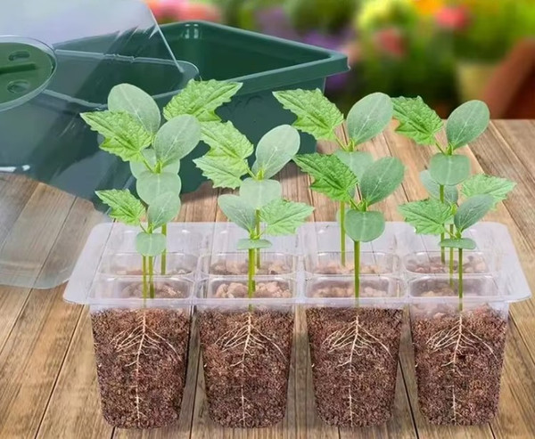 Изображение товара Мини-парник для рассады BOTANICA 12 ячеек (18.5x14.5x11.5см, зеленый)