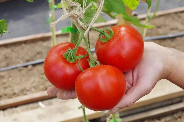 Изображение товара Семена Агрофирма Партнер Томат Старпом F1 (10шт)