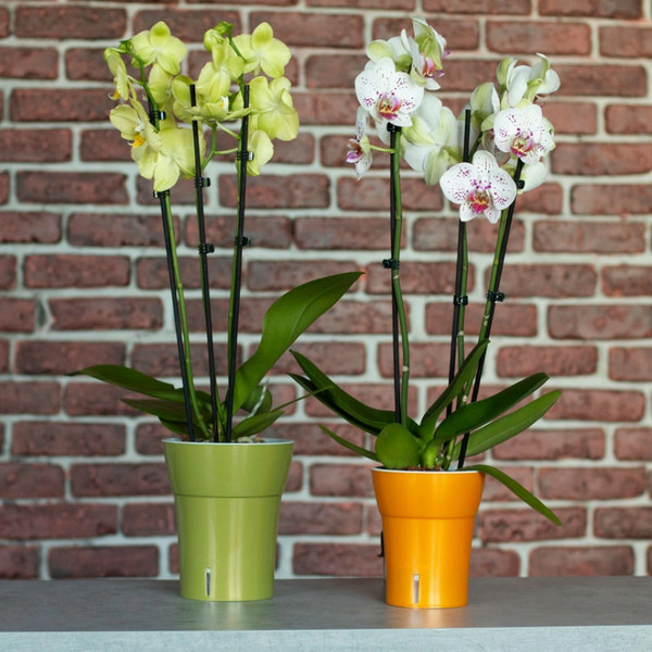 Изображение товара Кашпо Santino Dali-Dea DDEA125WHT/BL (оливковый-серый)