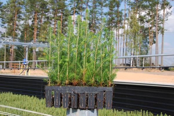 Изображение товара Кассета для рассады GreenTerra К-64FD