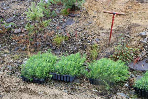 Изображение товара Кассета для рассады GreenTerra К-64FD