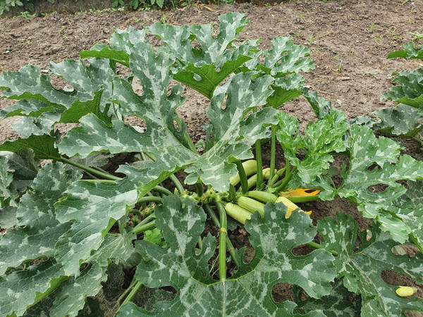 Изображение товара Семена Sakata Кабачок Арал F1 (5шт)