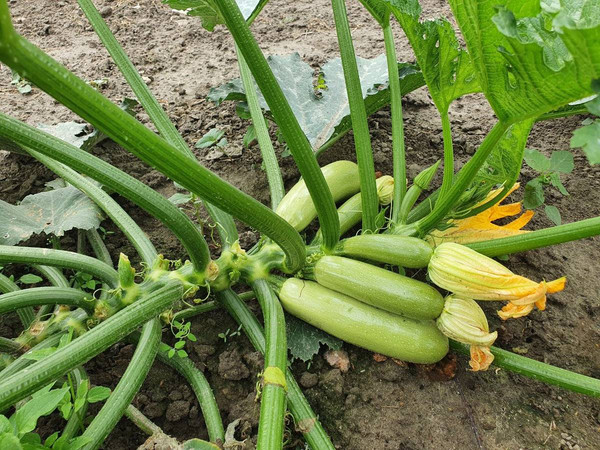 Изображение товара Семена Sakata Кабачок Арал F1 (5шт)