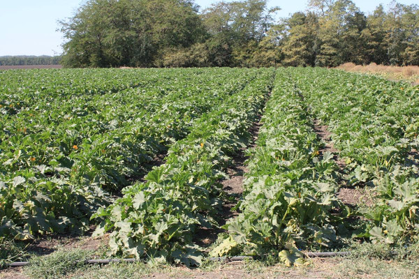 Изображение товара Семена Sakata Кабачок Суха F1 (5шт)