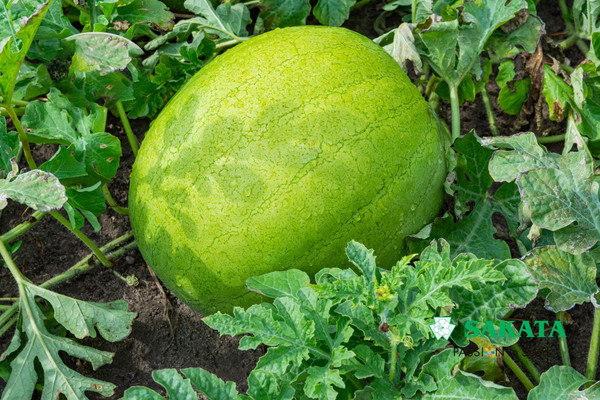 Изображение товара Семена Sakata Арбуз Эль Уафи F1 (5шт)