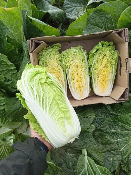 Изображение товара Семена Sakata Капуста пекинская Кисеки F1 (15шт)