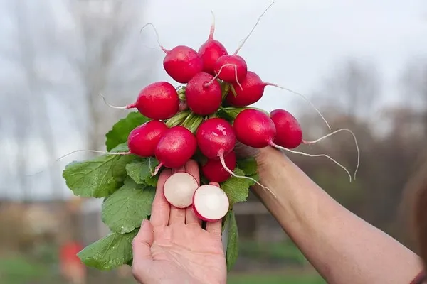 Изображение товара Семена Агрофирма Партнер Редис Царевна F1 (1г)