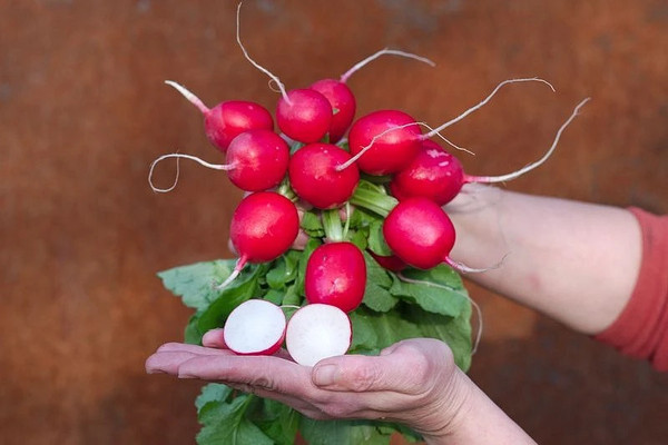 Изображение товара Семена Агрофирма Партнер Редис Царевна F1 (1г)