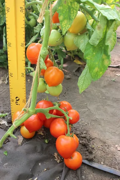 Изображение товара Семена Агрофирма Партнер Томат Агаша (0.05г)