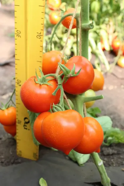 Изображение товара Семена Агрофирма Партнер Томат Агаша (0.05г)