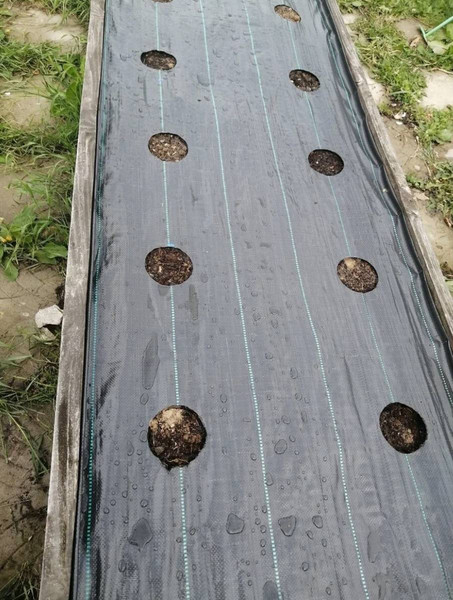 Изображение товара Укрывной материал GreenTerra Агроткань ПП 180 UV 130г/м2 (10м, черный)