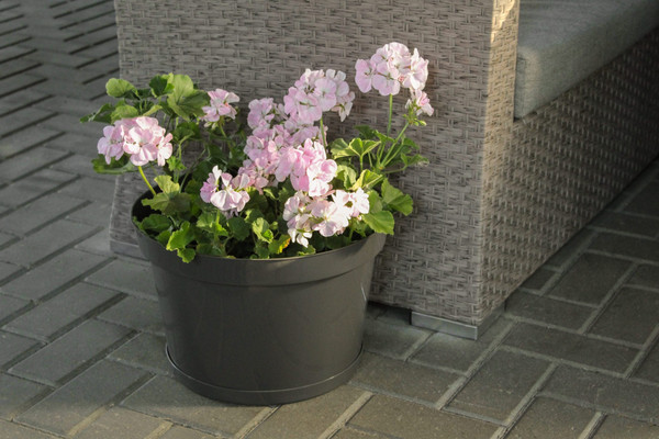 Изображение товара Вазон GreenTerra Фикус 20 380x250мм (20л, графит)