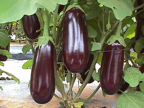 Изображение товара Семена Sakata Баклажан Рома F1 (10шт)