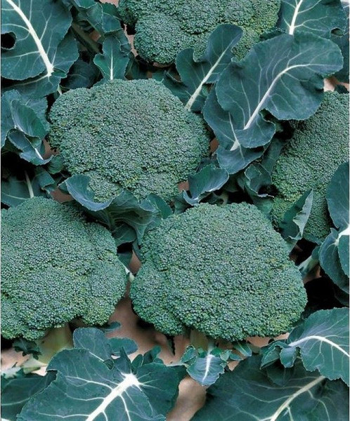 Изображение товара Семена Sakata Капуста брокколи Маратон F1 (15шт)