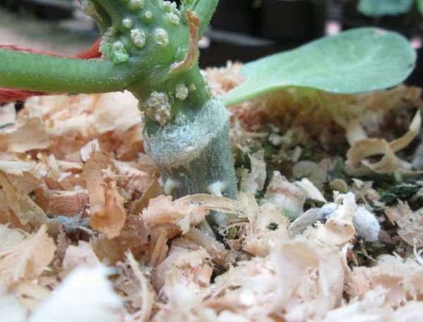 Изображение товара Семена Sakata Подвой Рутпауэр F1 (5шт)