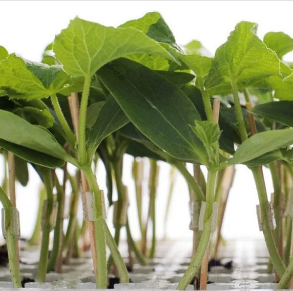 Изображение товара Семена Sakata Подвой Рутпауэр F1 (5шт)