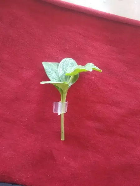 Изображение товара Семена Sakata Подвой Рутпауэр F1 (5шт)