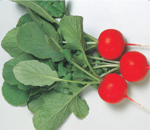 Изображение товара Семена Sakata Редис Глориетт F1 (100шт)