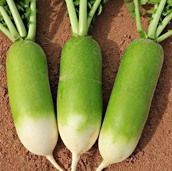 Изображение товара Семена Sakata Редька Мисато Грин (50шт)