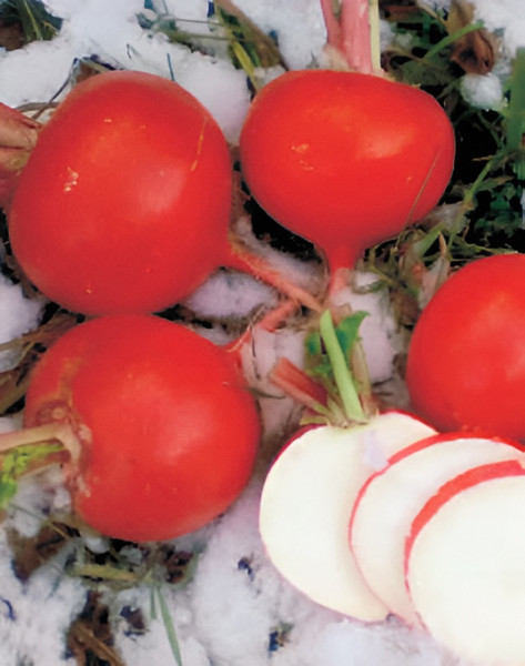 Изображение товара Семена Sakata Редька Мисато Ред (50шт)